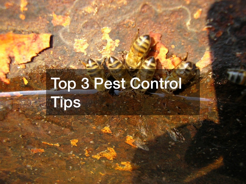 Top 3 Pest Control Tips