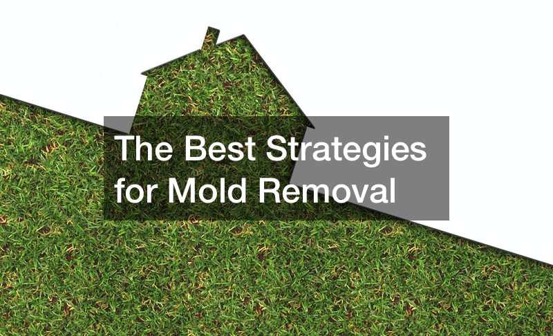 The Best Strategies for Mold Removal