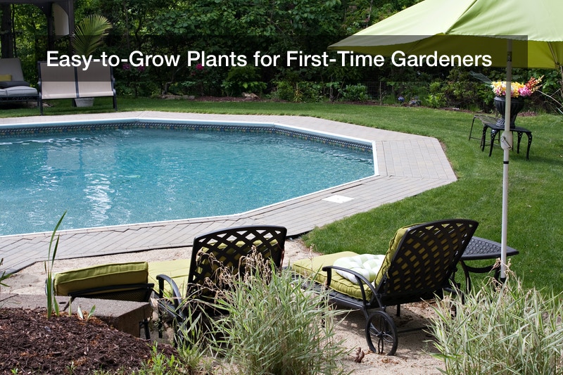 Easy-to-Grow Plants for First-Time Gardeners