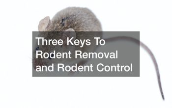 rodent removal