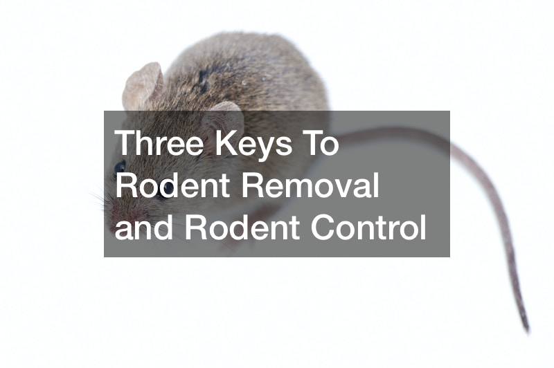 Three Keys To Rodent Removal and Rodent Control