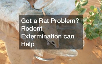 rodent extermination
