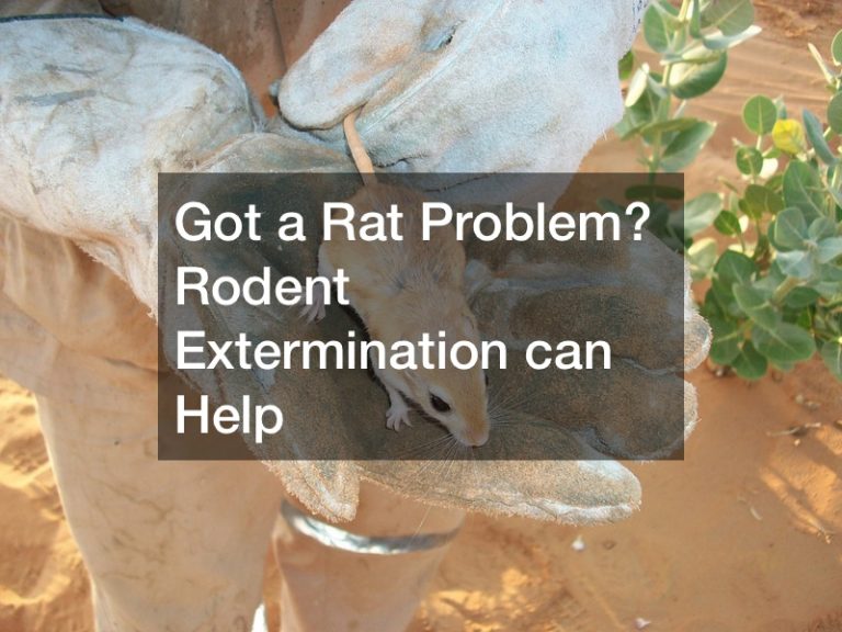 Got a Rat Problem? Rodent Extermination can Help Do it Yourself Repair