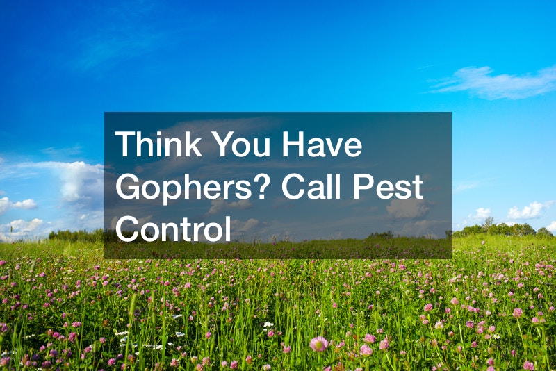 Think You Have Gophers? Call Pest Control