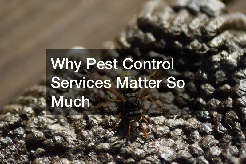 Why Pest Control Services Matter So Much