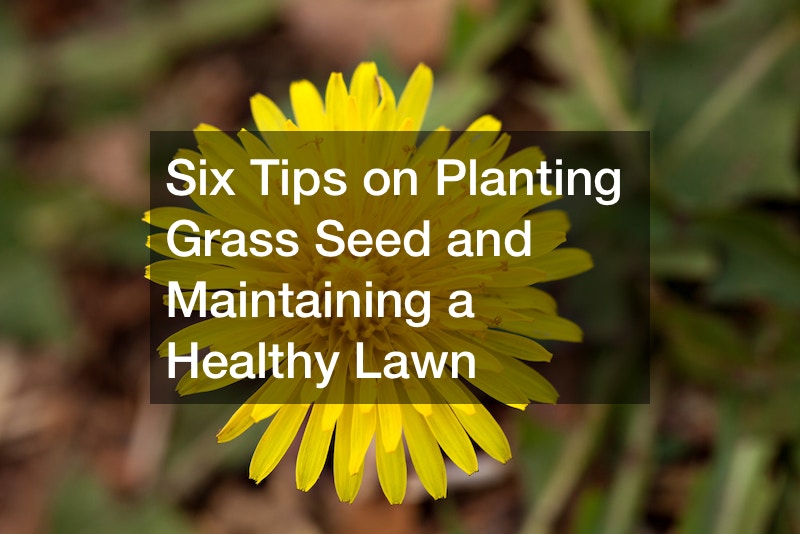 Six Tips on Planting Grass Seed and Maintaining a Healthy Lawn