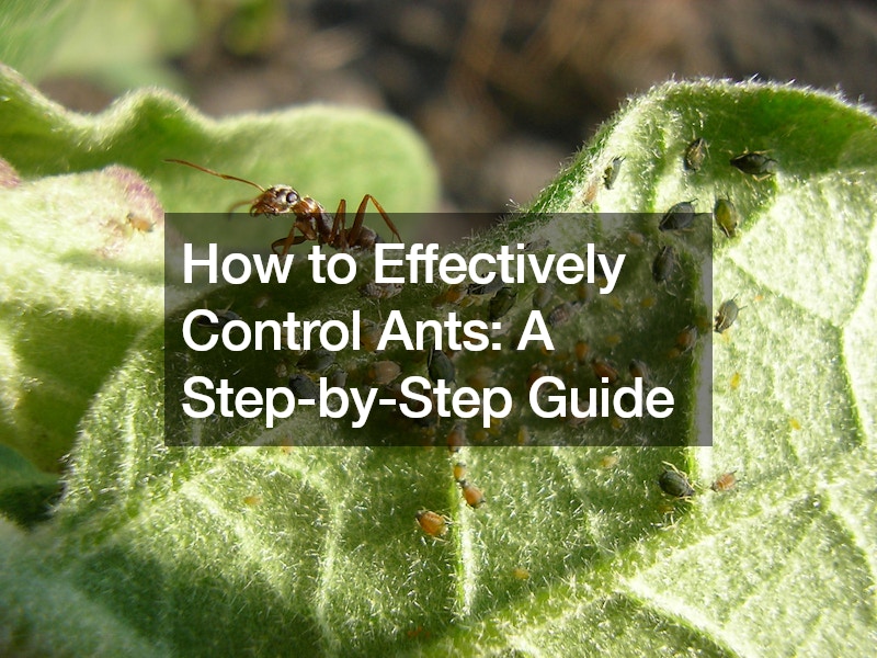 How to Effectively Control Ants  A Step-by-Step Guide